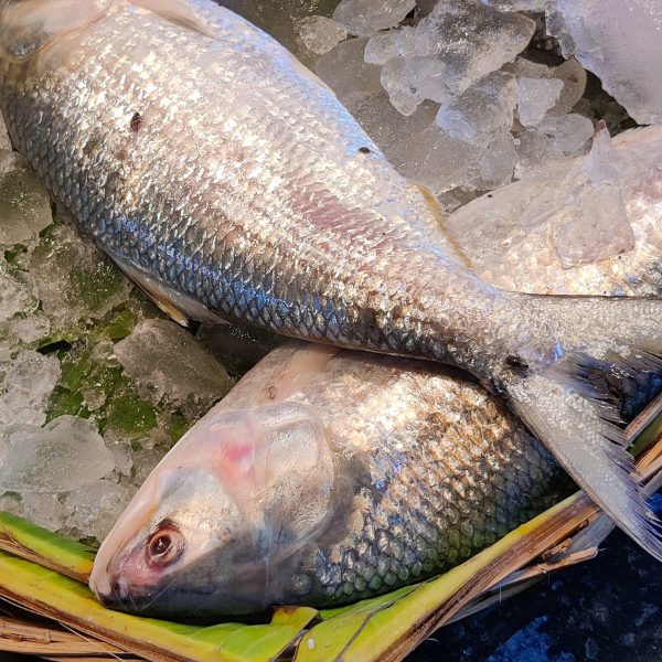 fish